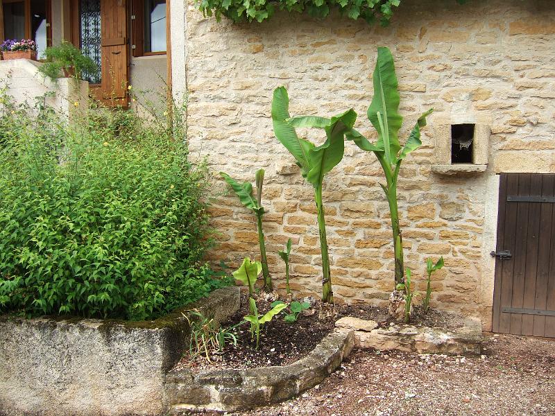 2010-05- (53).JPG - Sogar Bananen werden hier gepflanzt